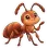Anton