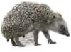 IGI