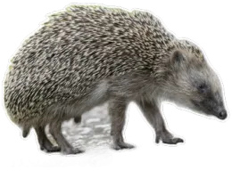 IGI
